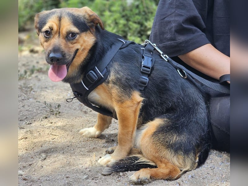 Fefe - auf kurzen Beinchen bald ins große Hundeglück?