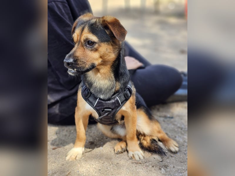 Fefe - auf kurzen Beinchen bald ins große Hundeglück?