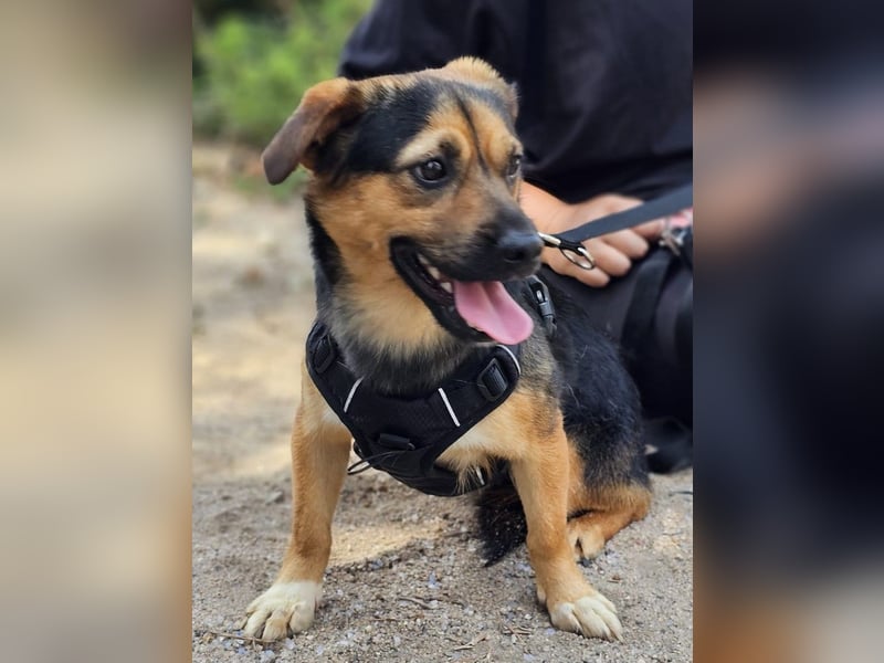 Fefe - auf kurzen Beinchen bald ins große Hundeglück?