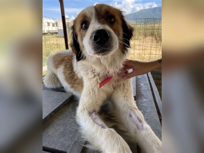 Mick, geb. ca. 12/2020, lebt in GRIECHENLAND, auf einem Gelände, auf dem die Hunde notdürftig versor