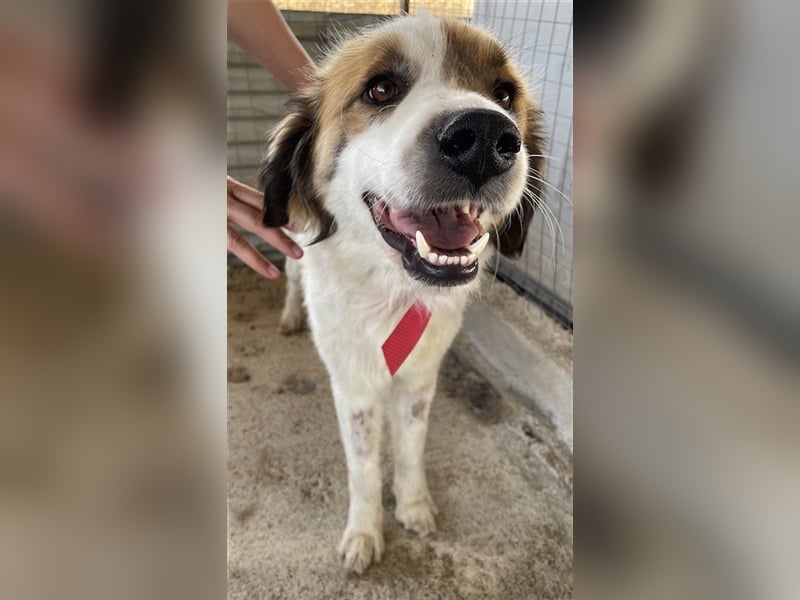 Mick, geb. ca. 12/2020, lebt in GRIECHENLAND, auf einem Gelände, auf dem die Hunde notdürftig versor