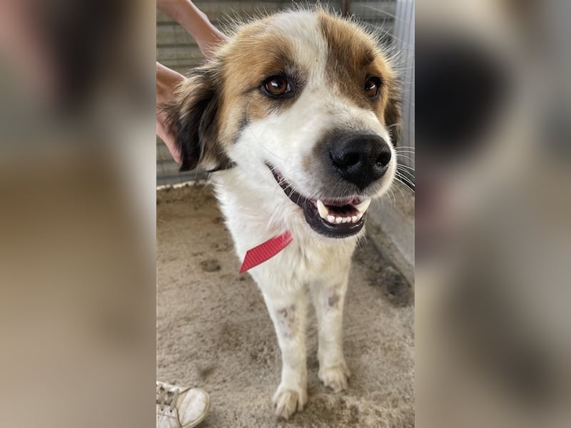Mick, geb. ca. 12/2020, lebt in GRIECHENLAND, auf einem Gelände, auf dem die Hunde notdürftig versor