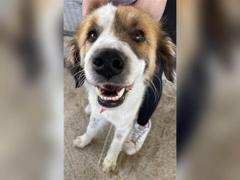 Mick, geb. ca. 12/2020, lebt in GRIECHENLAND, auf einem Gelände, auf dem die Hunde notdürftig versor