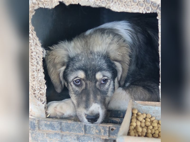 Piangi, geb. ca. 10/2021, lebt in GRIECHENLAND, auf einem Gelände, auf dem die Hunde notdürftig vers