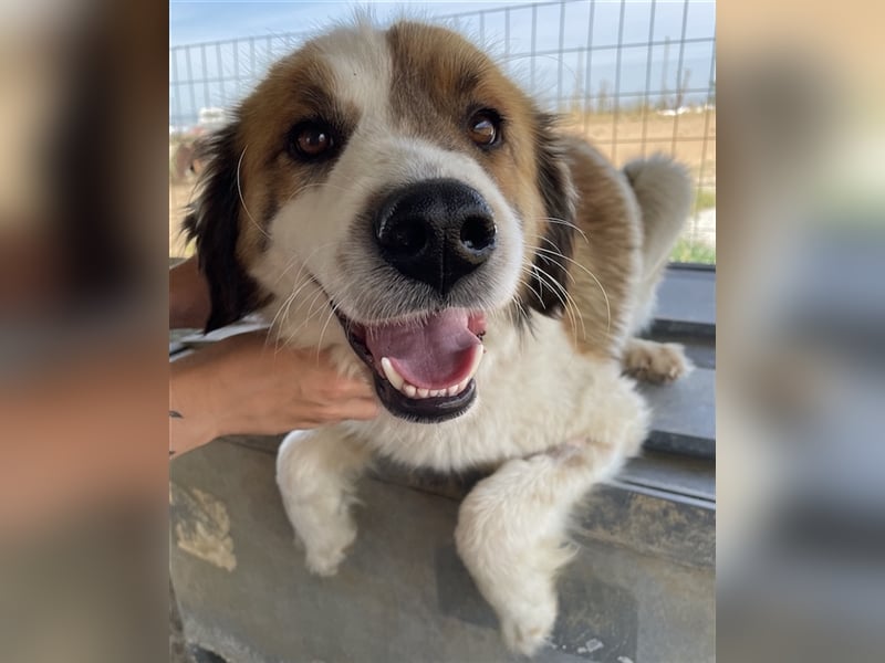 Mick, geb. ca. 12/2020, lebt in GRIECHENLAND, auf einem Gelände, auf dem die Hunde notdürftig versor