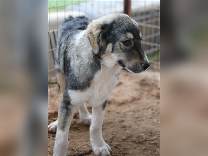 Piangi, geb. ca. 10/2021, lebt in GRIECHENLAND, auf einem Gelände, auf dem die Hunde notdürftig vers