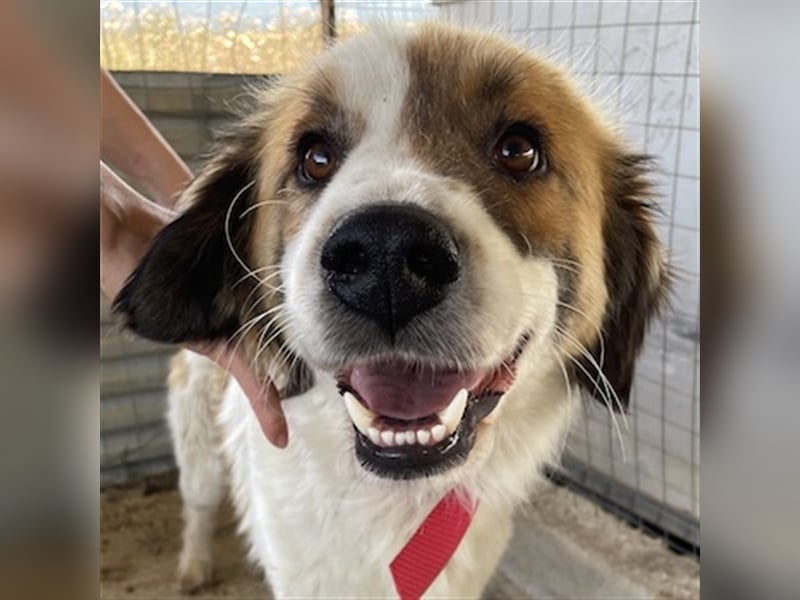 Mick, geb. ca. 12/2020, lebt in GRIECHENLAND, auf einem Gelände, auf dem die Hunde notdürftig versor