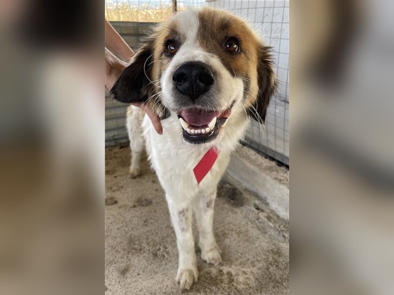 Mick, geb. ca. 12/2020, lebt in GRIECHENLAND, auf einem Gelände, auf dem die Hunde notdürftig versor