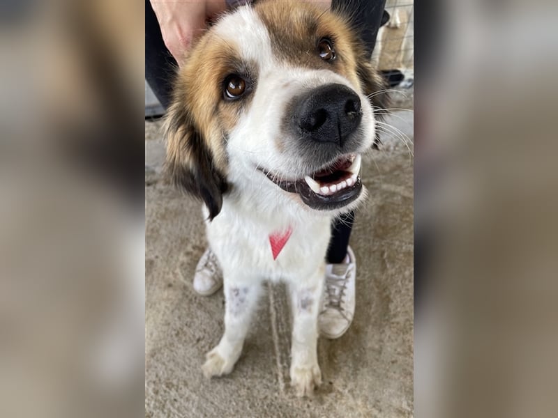 Mick, geb. ca. 12/2020, lebt in GRIECHENLAND, auf einem Gelände, auf dem die Hunde notdürftig versor