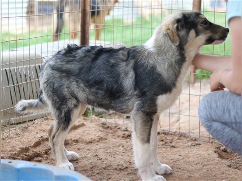 Piangi, geb. ca. 10/2021, lebt in GRIECHENLAND, auf einem Gelände, auf dem die Hunde notdürftig vers