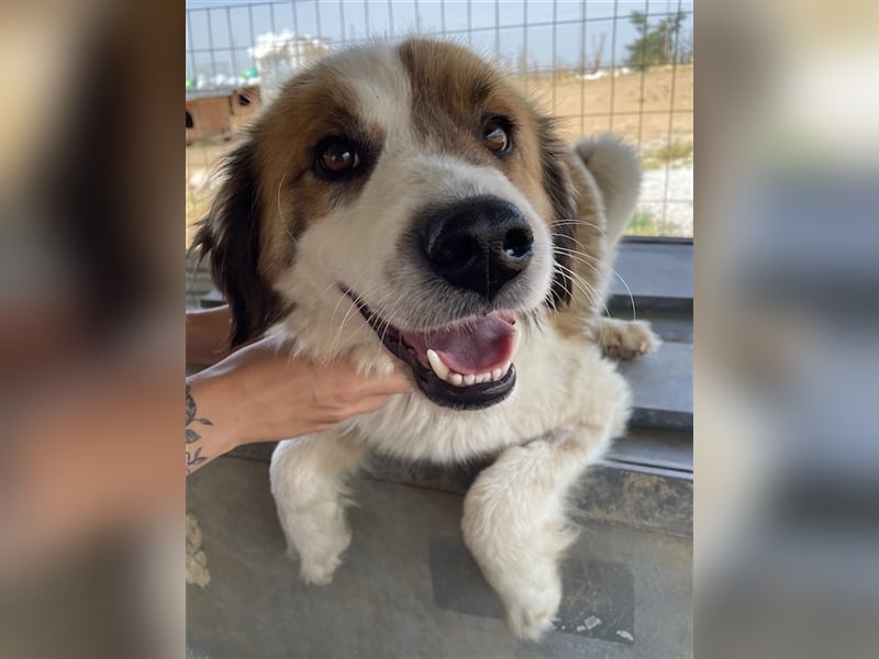 Mick, geb. ca. 12/2020, lebt in GRIECHENLAND, auf einem Gelände, auf dem die Hunde notdürftig versor