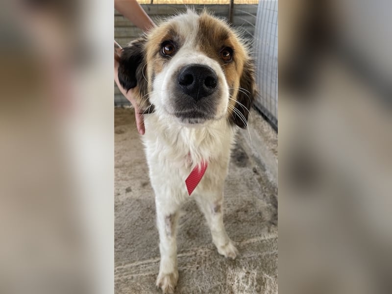 Mick, geb. ca. 12/2020, lebt in GRIECHENLAND, auf einem Gelände, auf dem die Hunde notdürftig versor
