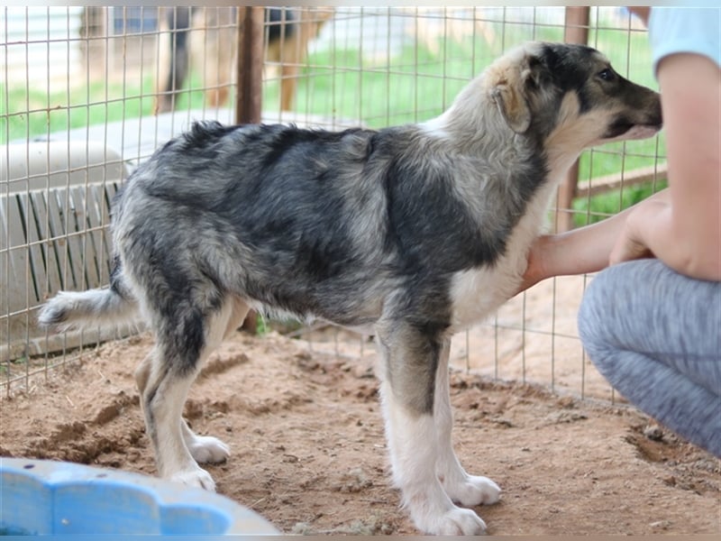 Piangi, geb. ca. 10/2021, lebt in GRIECHENLAND, auf einem Gelände, auf dem die Hunde notdürftig vers