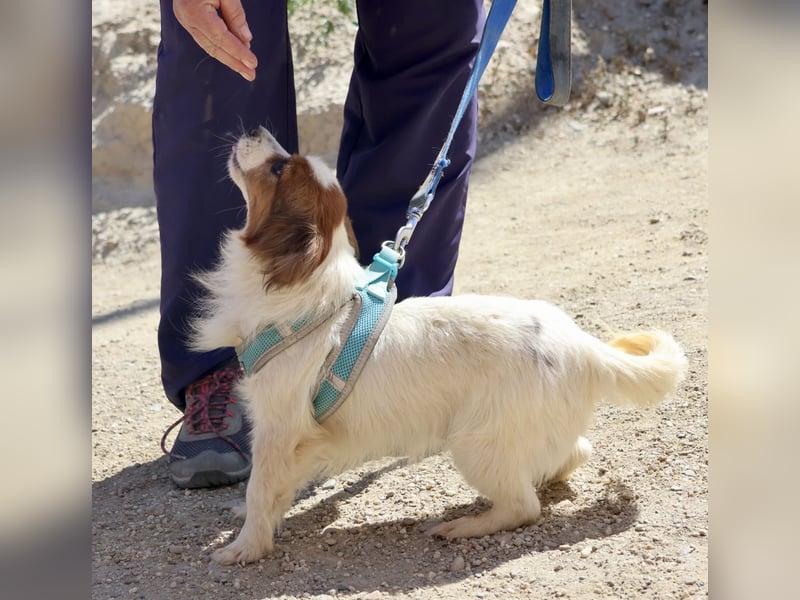 Ozzy, freundlich, offen und zutraulich