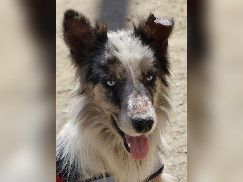 Max, offen, freundlich und zutraulich