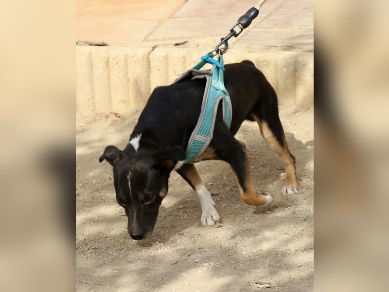 Toby, freundlich, neugierig und sehr zutraulich
