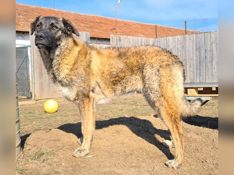 Bruno