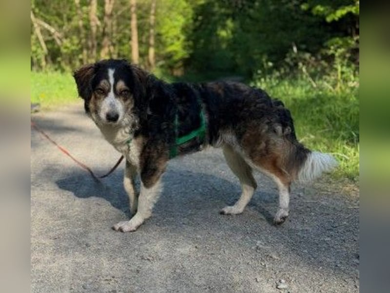 Unser lieber Ajko sucht sein Für-Immer-Zuhause