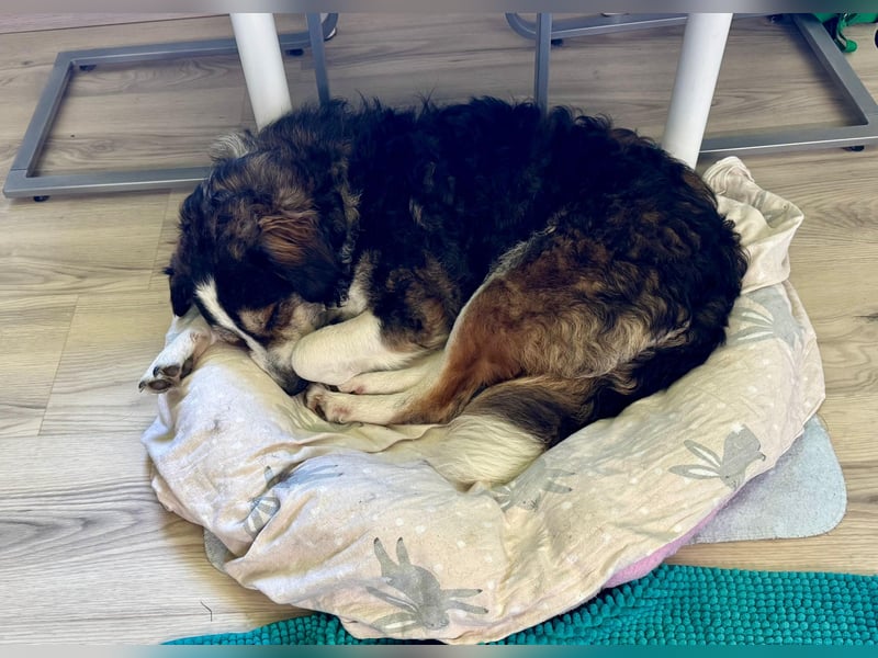 Ajko ist so ein toller Kerl und sucht sein Für-Immer-Zuhause