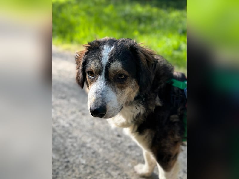 Ajko ist so ein toller Kerl und sucht sein Für-Immer-Zuhause