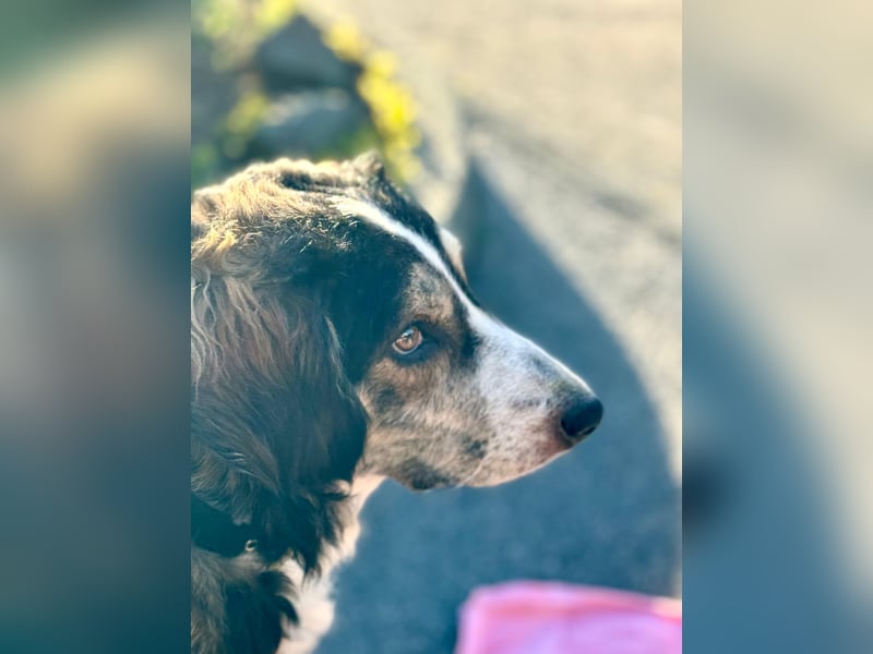 Ajko ist so ein toller Kerl und sucht sein Für-Immer-Zuhause
