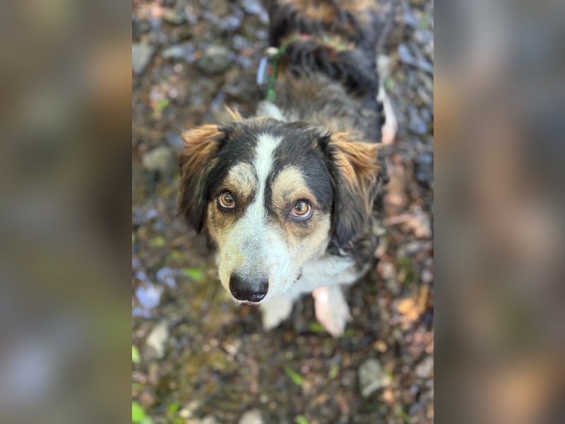 Ajko ist so ein toller Kerl und sucht sein Für-Immer-Zuhause