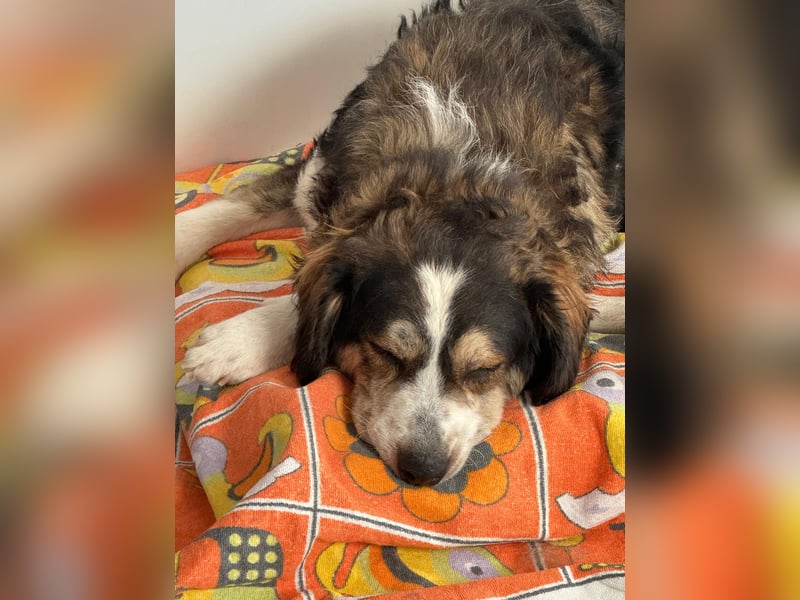 Ajko ist so ein toller Kerl und sucht sein Für-Immer-Zuhause
