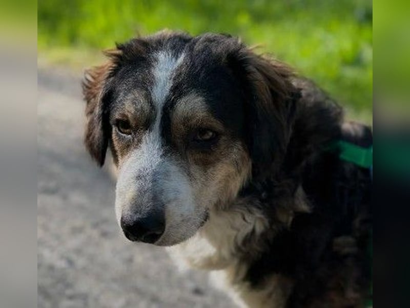 Unser lieber Ajko sucht sein Für-Immer-Zuhause