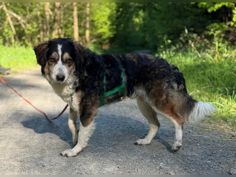 Ajko ist so ein toller Kerl und sucht sein Für-Immer-Zuhause