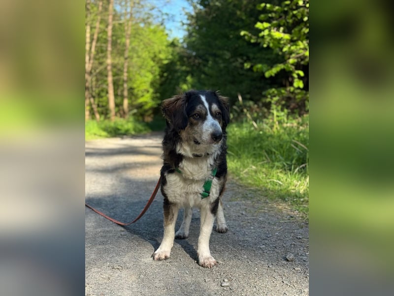 Ajko ist so ein toller Kerl und sucht sein Für-Immer-Zuhause