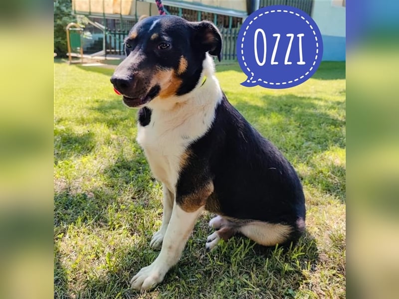 Ozzi braucht Liebe