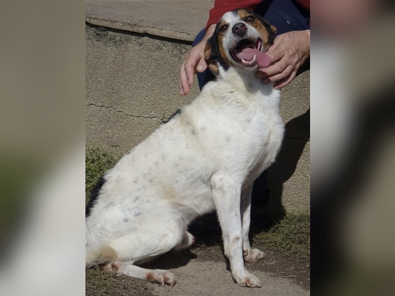 FYNN ein Familienhund