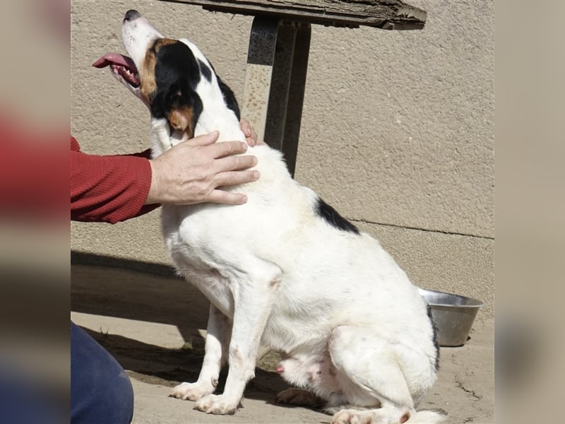 FYNN ein Familienhund