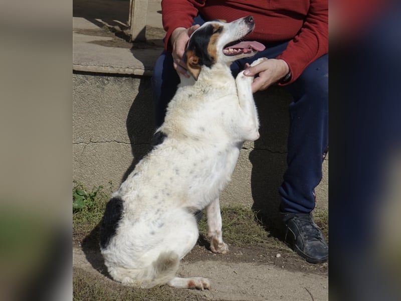 FYNN ein Familienhund
