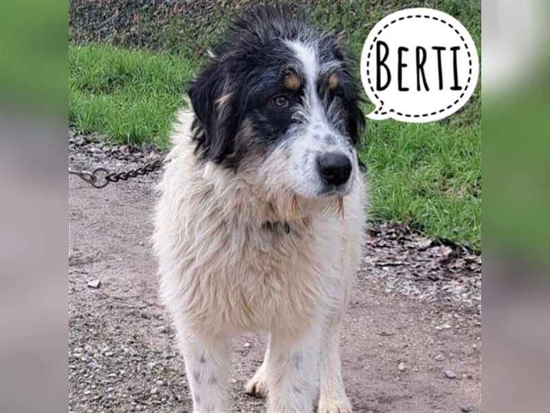 Berti ein Goldschatz