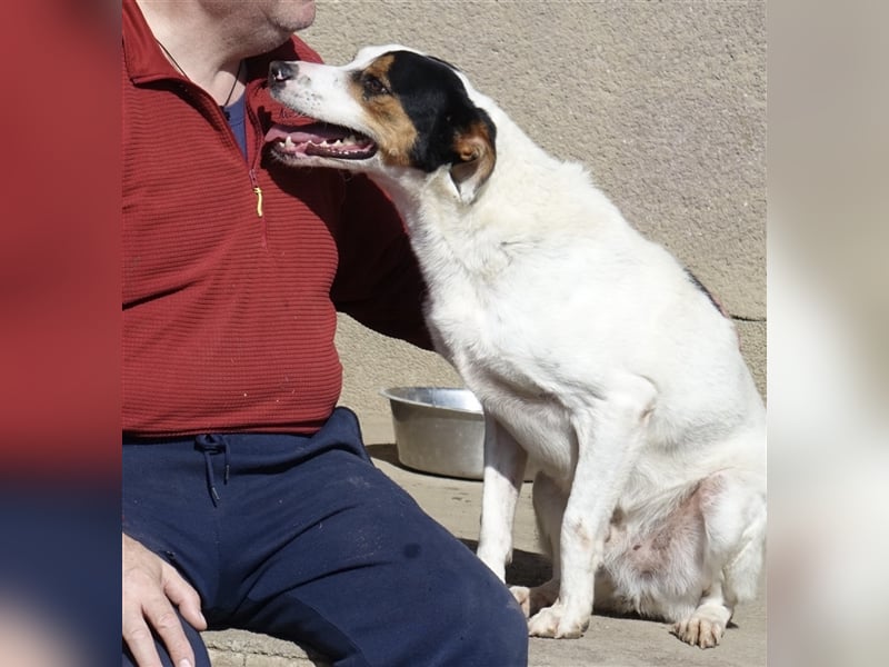 FYNN ein Familienhund