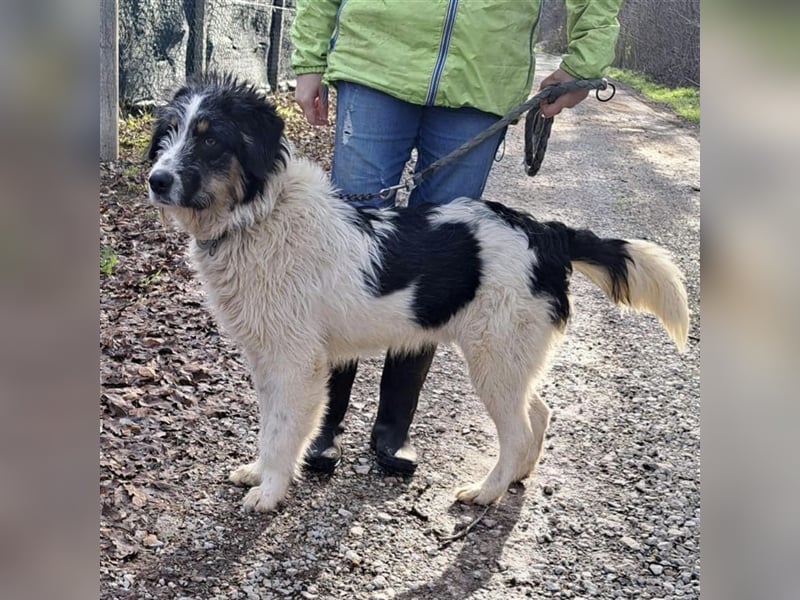 Berti ein Goldschatz