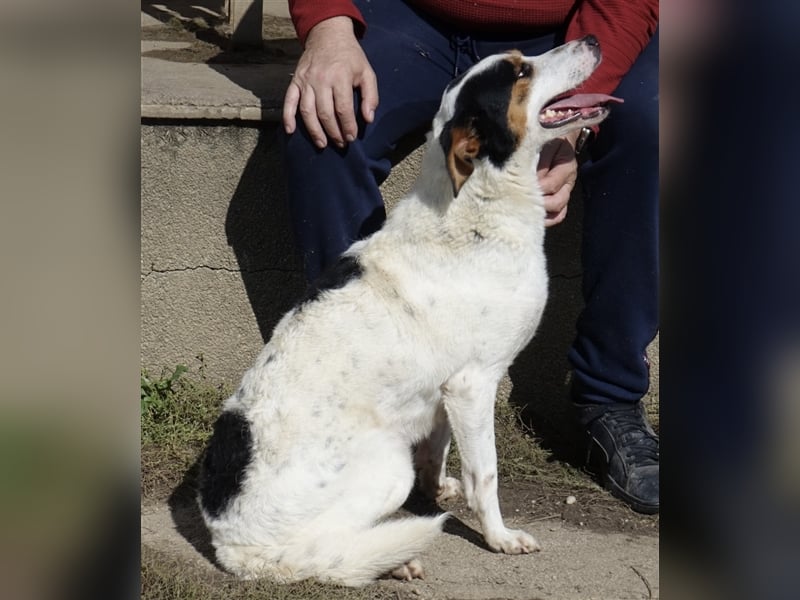 FYNN ein Familienhund