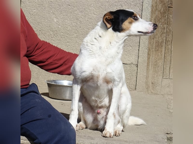 FYNN ein Familienhund