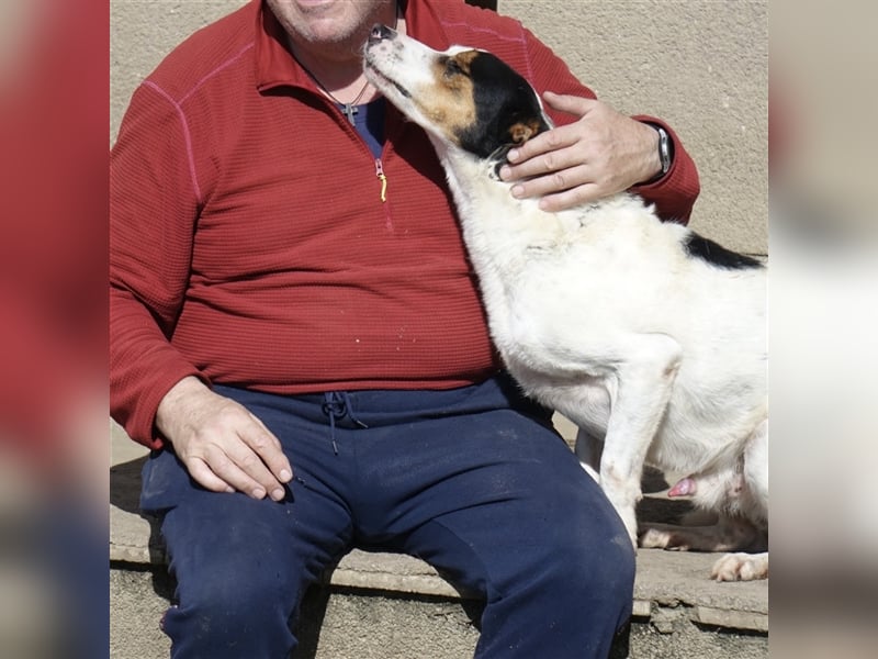 FYNN ein Familienhund