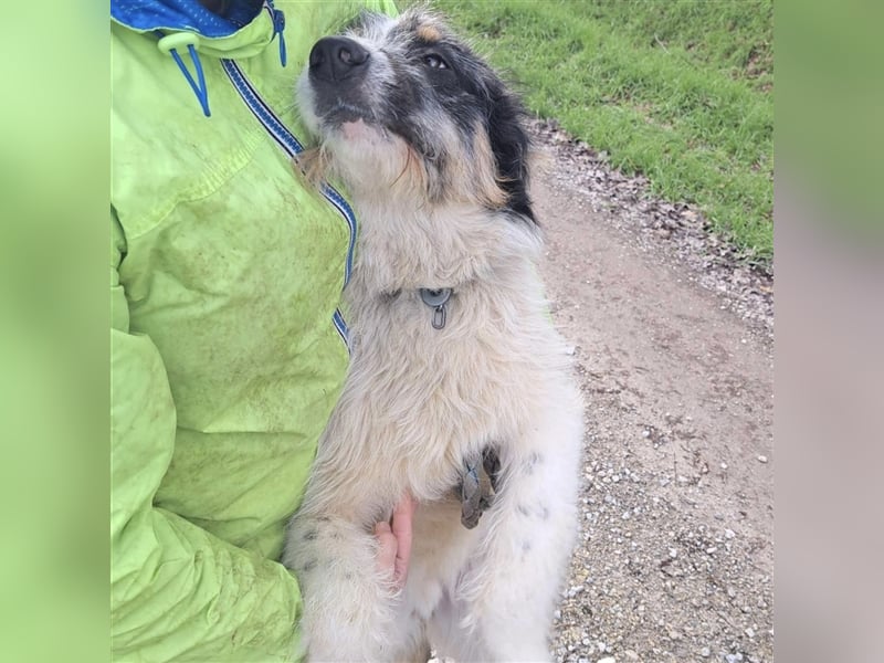 Berti ein Goldschatz