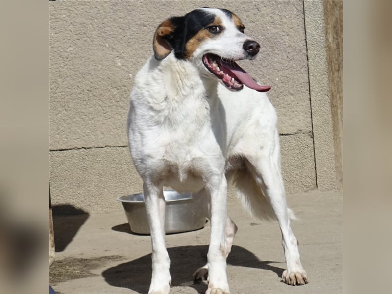 FYNN ein Familienhund