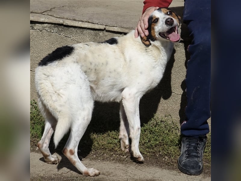 FYNN ein Familienhund