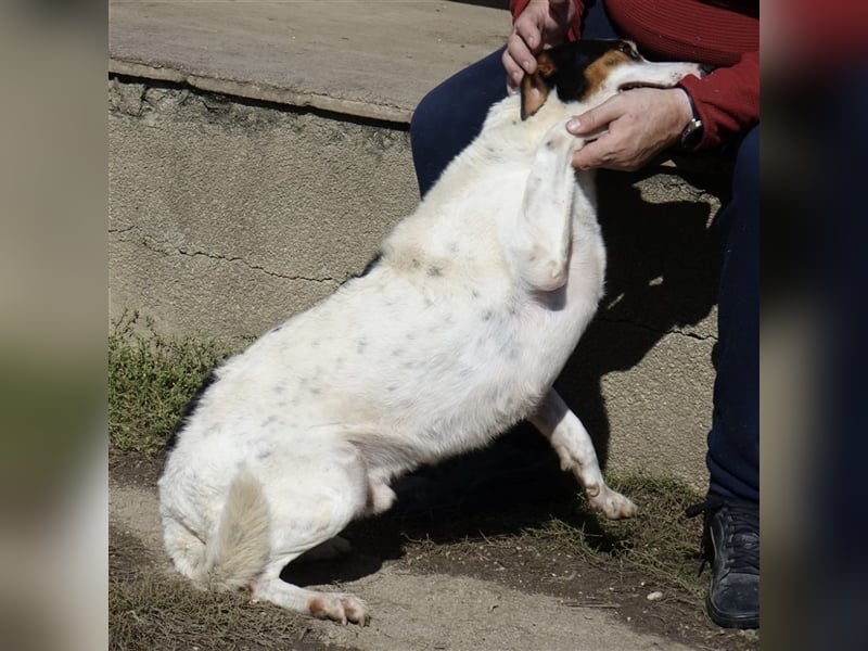 FYNN ein Familienhund