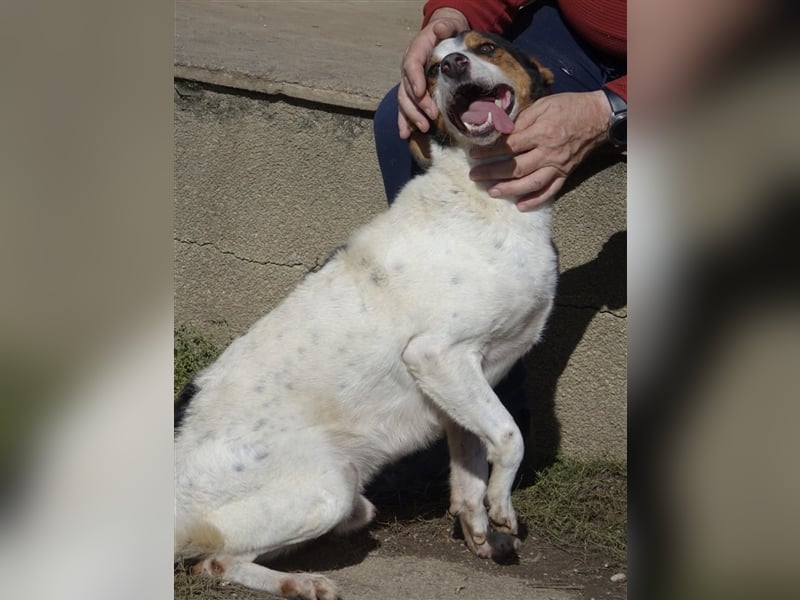 FYNN ein Familienhund
