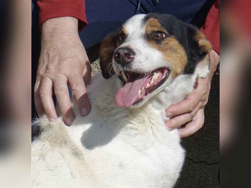 FYNN ein Familienhund