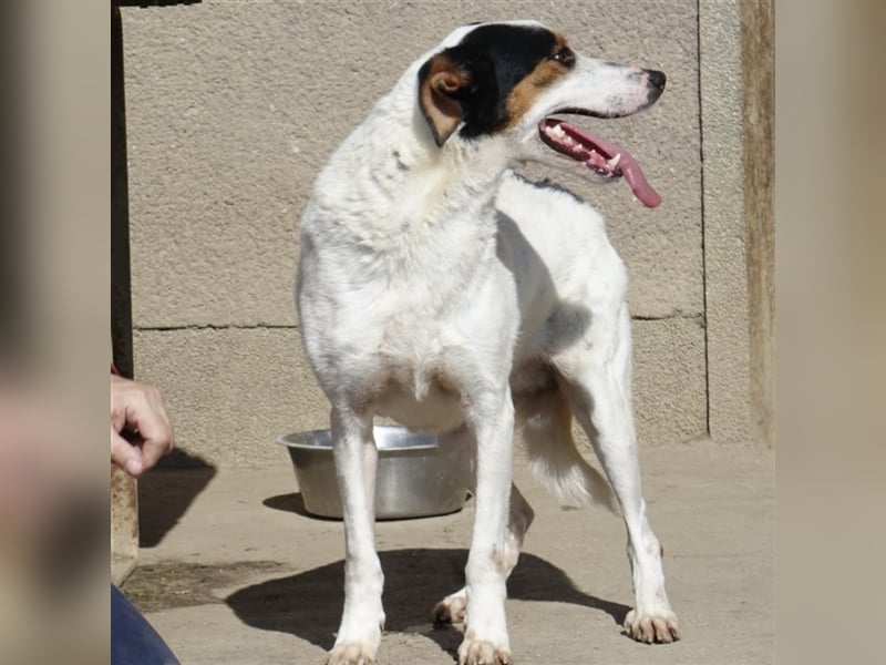 FYNN ein Familienhund