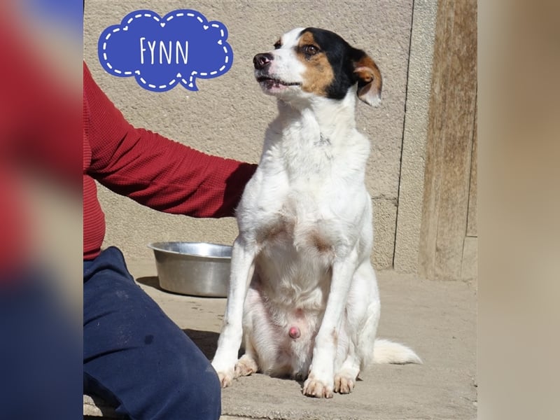FYNN ein Familienhund