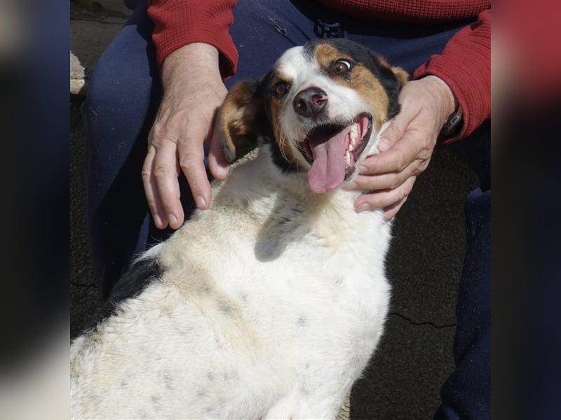 FYNN ein Familienhund
