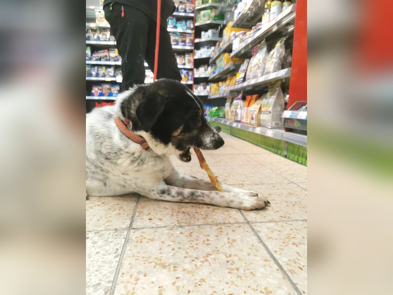 Tiger, toller Hecht sucht seine Menschen